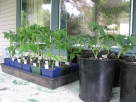 Tomatoes into Gallon Pots 2013