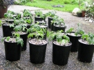Potted Up Tomatoes Marching Towards Greenhouse